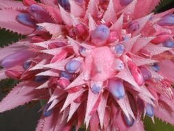 Photo of Pink bromeliads flowers