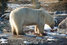 A polar bear eats food near a stone