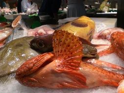 fish in a market