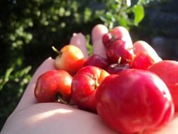 red fruits of acelora tree on hand