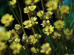 yellow daisies on thin stems