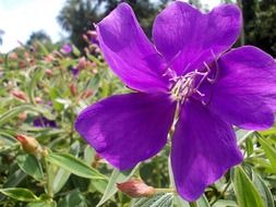 violet wildflower close-up