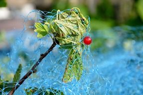 red currant on branch under protection net