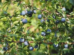 german acacia berries