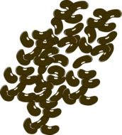 kidney beans, leguminous drawing