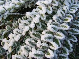 ice Bush