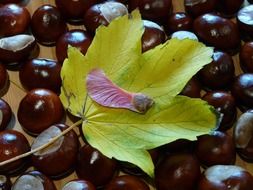 maple leaf on the chestnuts