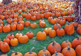 pumpkins harvested in autumn which lie on the green grass