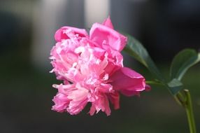 pink peony in the garden