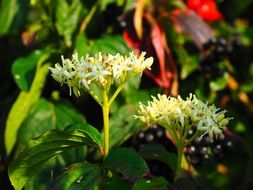white flowering of a red dogwood