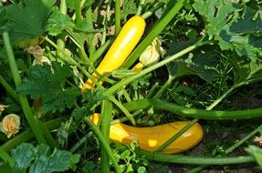 yellow zucchini plant on garden bed