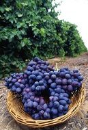 blue grapes with wicker basket