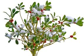 bush with berries in snow