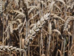 season of the wheat harvest