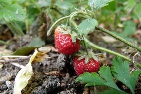ripe strawberry on soil