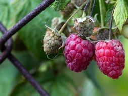 two ripe raspberries on the branch