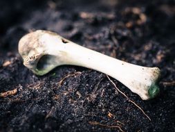 bone animal