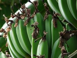 fresh green banana bunch closeup