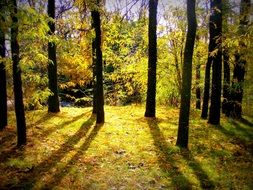 light and shadows in autumn forest at evening