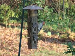 Woodpecker sitting on a birdhouse