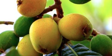 fruit on a tree in sicily