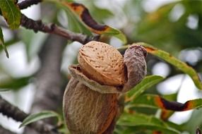 almond nut on a tree