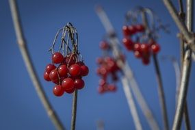 redberry on bare branches close-up