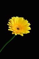 yellow floral plant gerbera black background