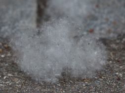 poplar fluff