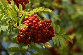 cluster of mountain ash berries on a tree