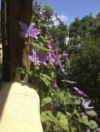 purple clematis on the windowsill