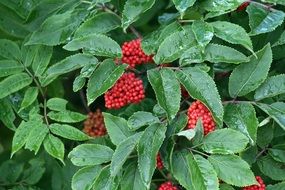 Red berries on the rowanberry plant