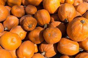 cucurbita maxima or pumpkins