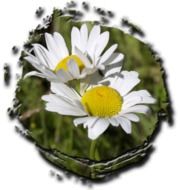 photo of two daisies