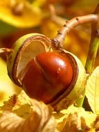 Ñhestnut fruit in a shell