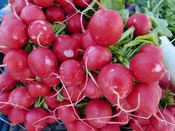 pink radish in a bunch