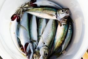 Fresh fish in bucket in the market