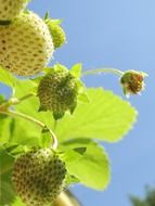 unripe strawberries