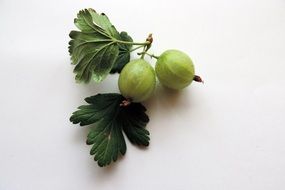 green gooseberries with green leaves