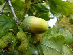 green acorn on a tree