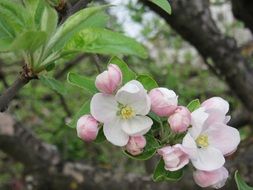 soft pink flowers of apple tree