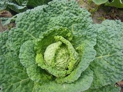 green cabbage in vegetable garden
