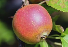 red, ripe, sweet apple