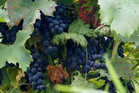 dark blue clusters of grapes