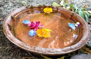 water in a bowl with flowers and bees