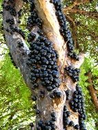 black fruit on a tree trunk