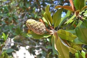 green magnolia fruit