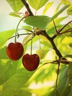 a pair of red sweet cherries on the branch