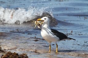 seagull with a crab in its beak on the coast