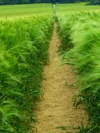 path in a bright green field